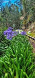 Plants: image 38 Of 208 Thumb